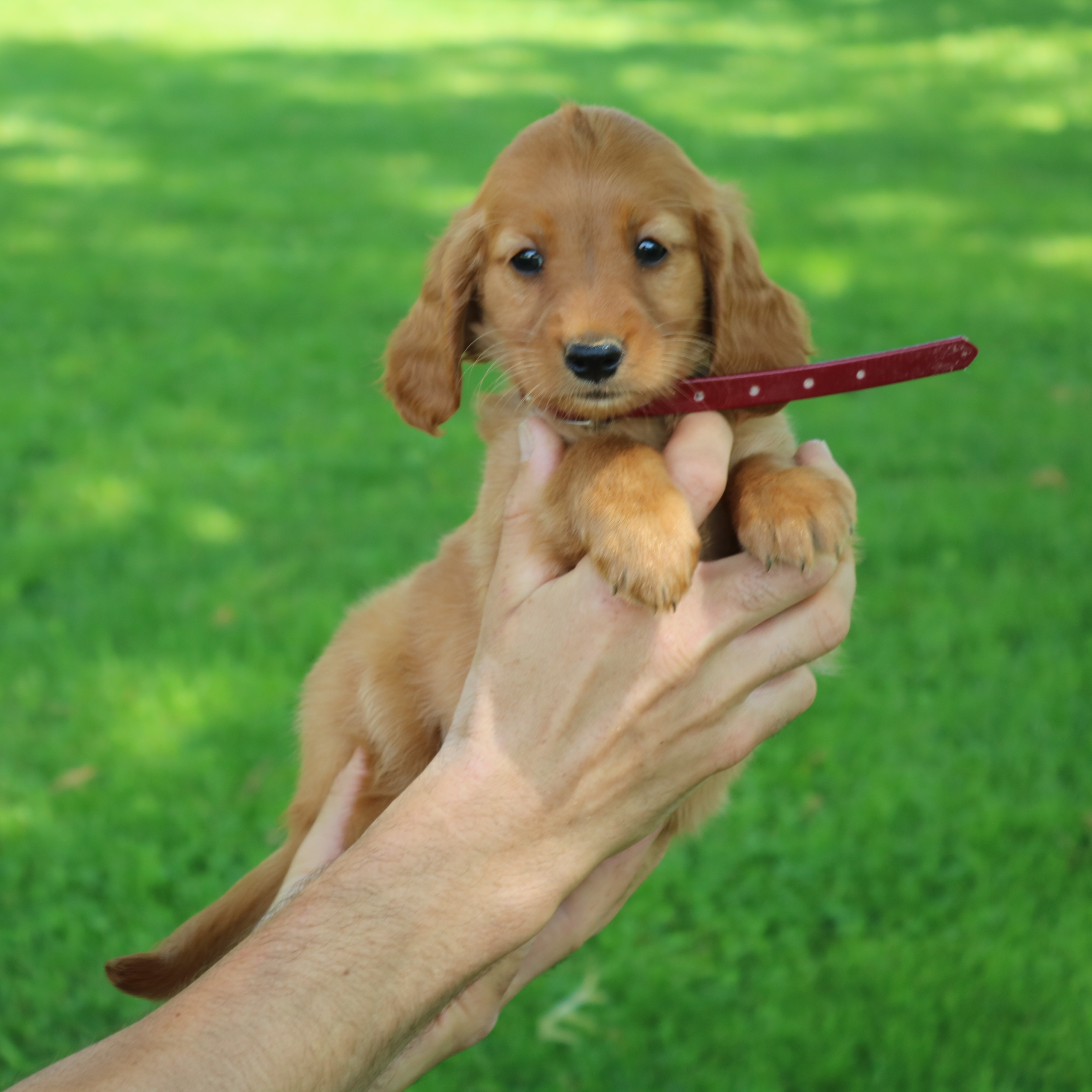 puppy, for, sale, Mini Golden Retriever, Ivan J. Stoltzfus, dog, breeder, Gordonville, PA, dog-breeder, puppy-for-sale, forsale, nearby, find, puppyfind, locator, puppylocator, aca